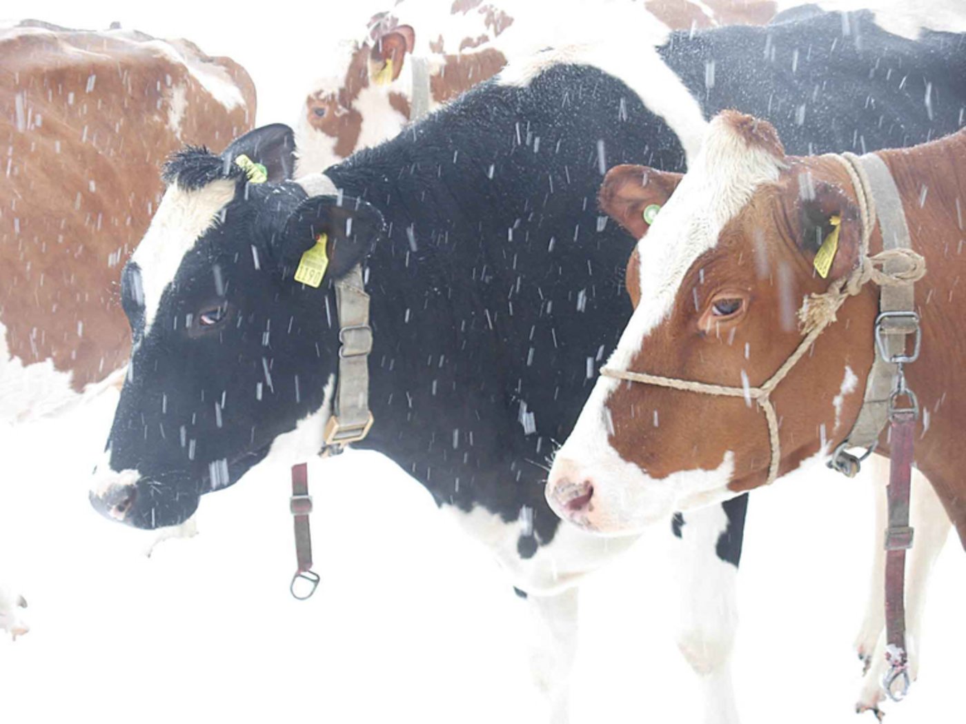 Diesen Winter fiel überdurchschnittlich viel Schnee. (Bild Verena Wahlen-Schaad/landwirtschaft.ch)