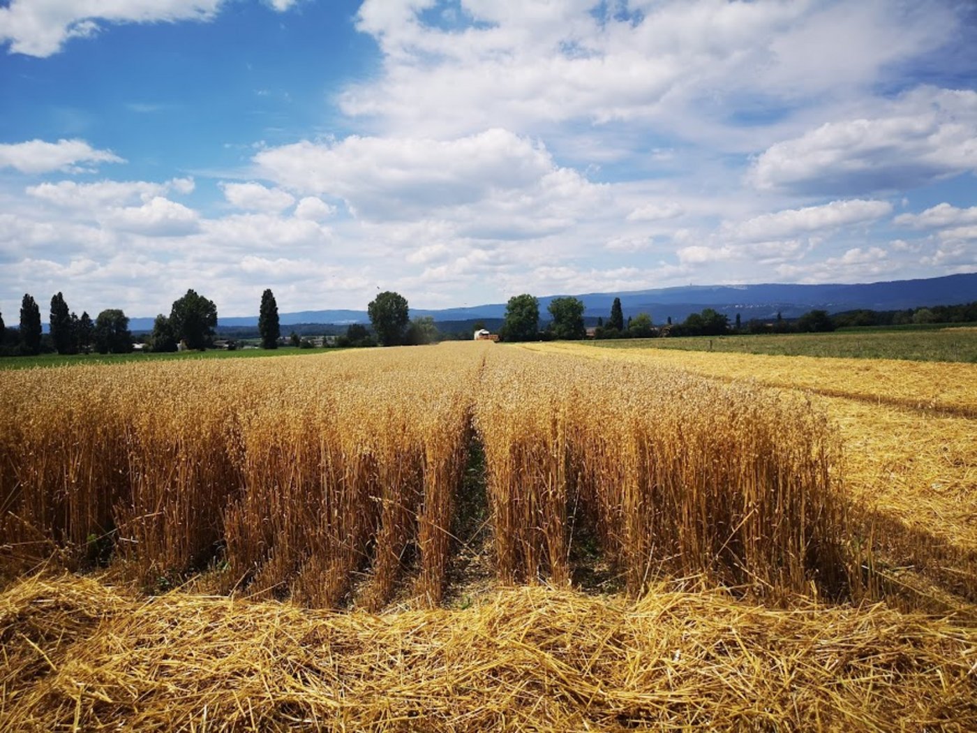 Im vergangenen Jahr fuhr das Betriebsleiterpaar gemeinsam eine gute Haferernte ein. (Bild Urs Marti)