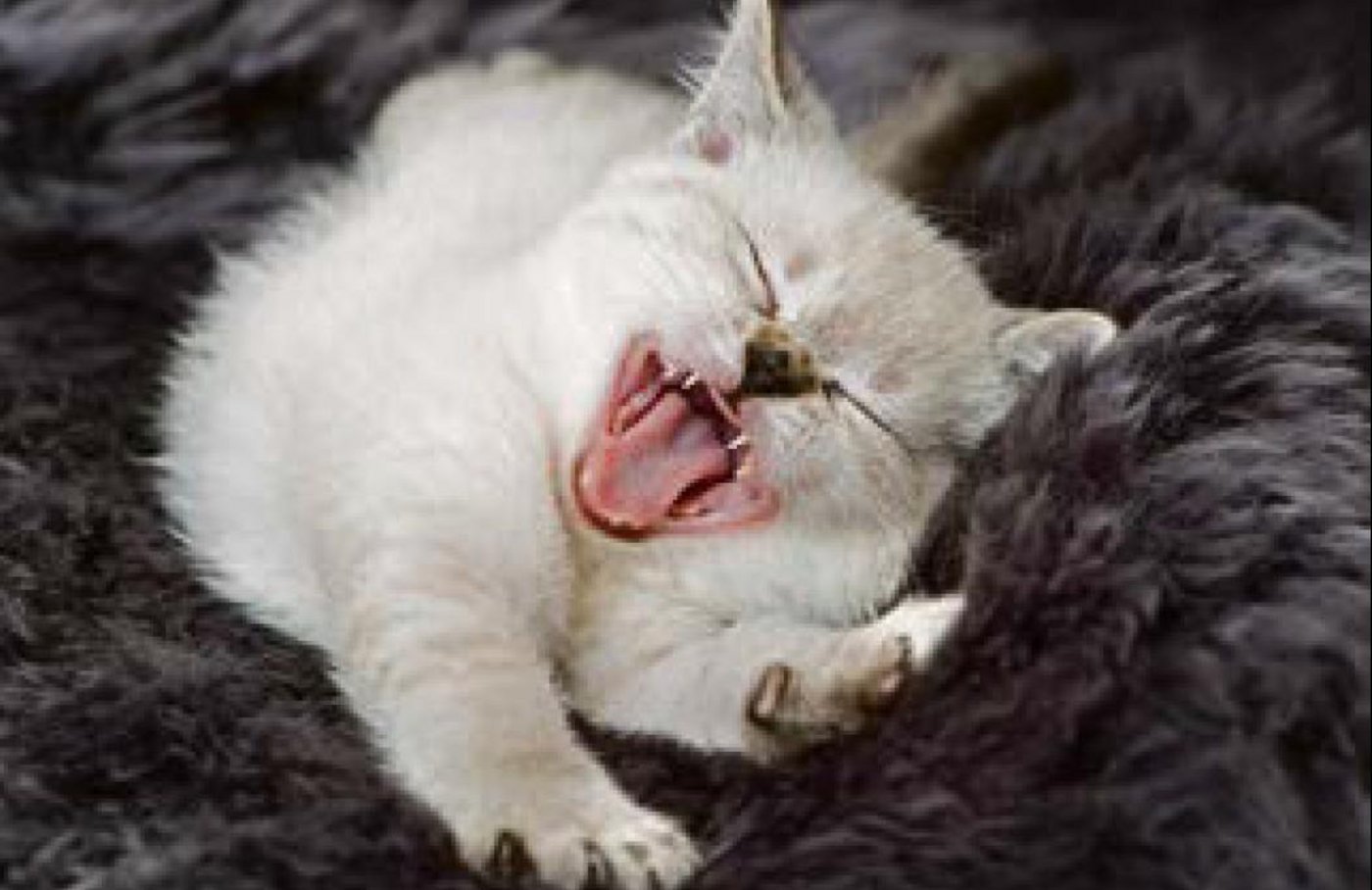 Sich für einmal in ein Fell rein kuscheln. (Bild Pixabay)