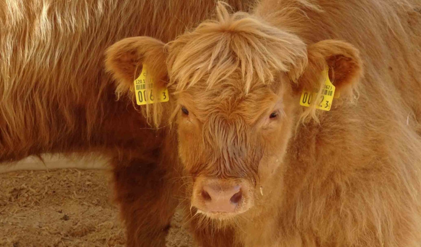 Mutterkuhhaltung ist tiergerecht und passt in unsere Landschaften.