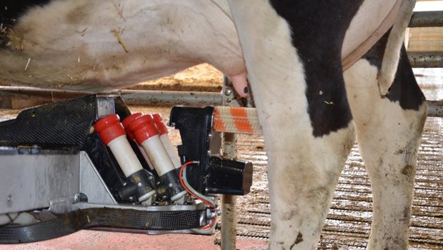 Die Milchwirtschaft wünscht sich mehr Unterstützung in der AP 22+. (Bild Aline Küenzi)