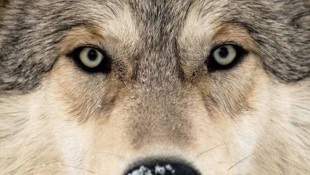 Es ist ein Problemwolf, der hinter allen Vorfällen in der Ostschweiz steckt: M75. (Bild Keystone)