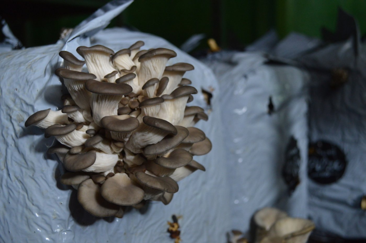 Auch Austernseitlinge zieht Lorenz Laubscher auf. Sie wachsen in Pilzblöcken mit Bio-Substrat.
