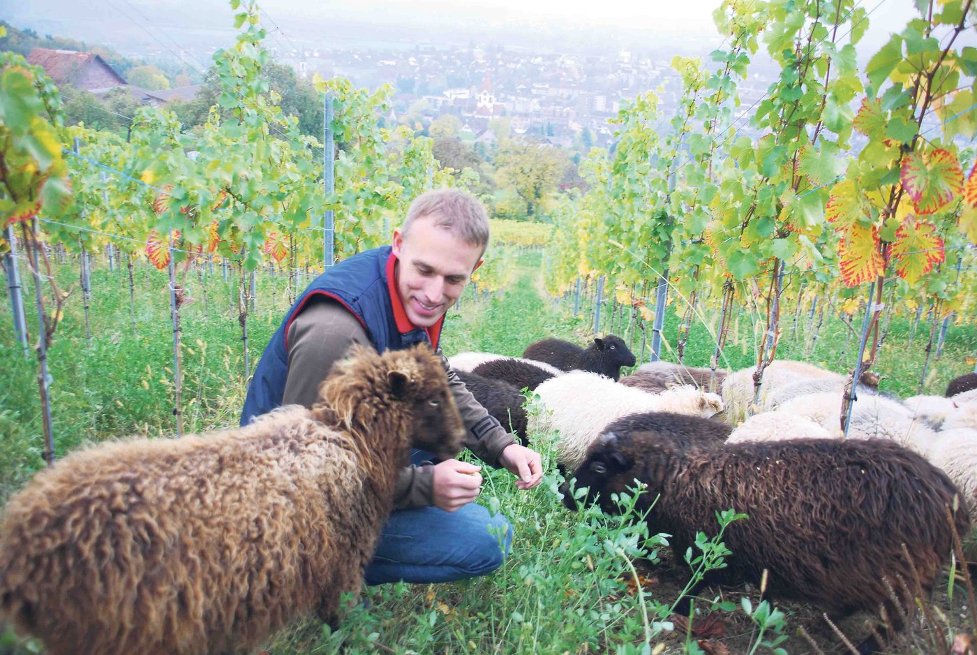 Die Quessantschafe werden maximal 20 Kilo schwer und 49 Zentimeter hoch. Der Winzer Michael Burkhart geniesst die Zusammenarbeit mit seinen zutraulichen Schafen. (Bilder Ruth Bossert)
