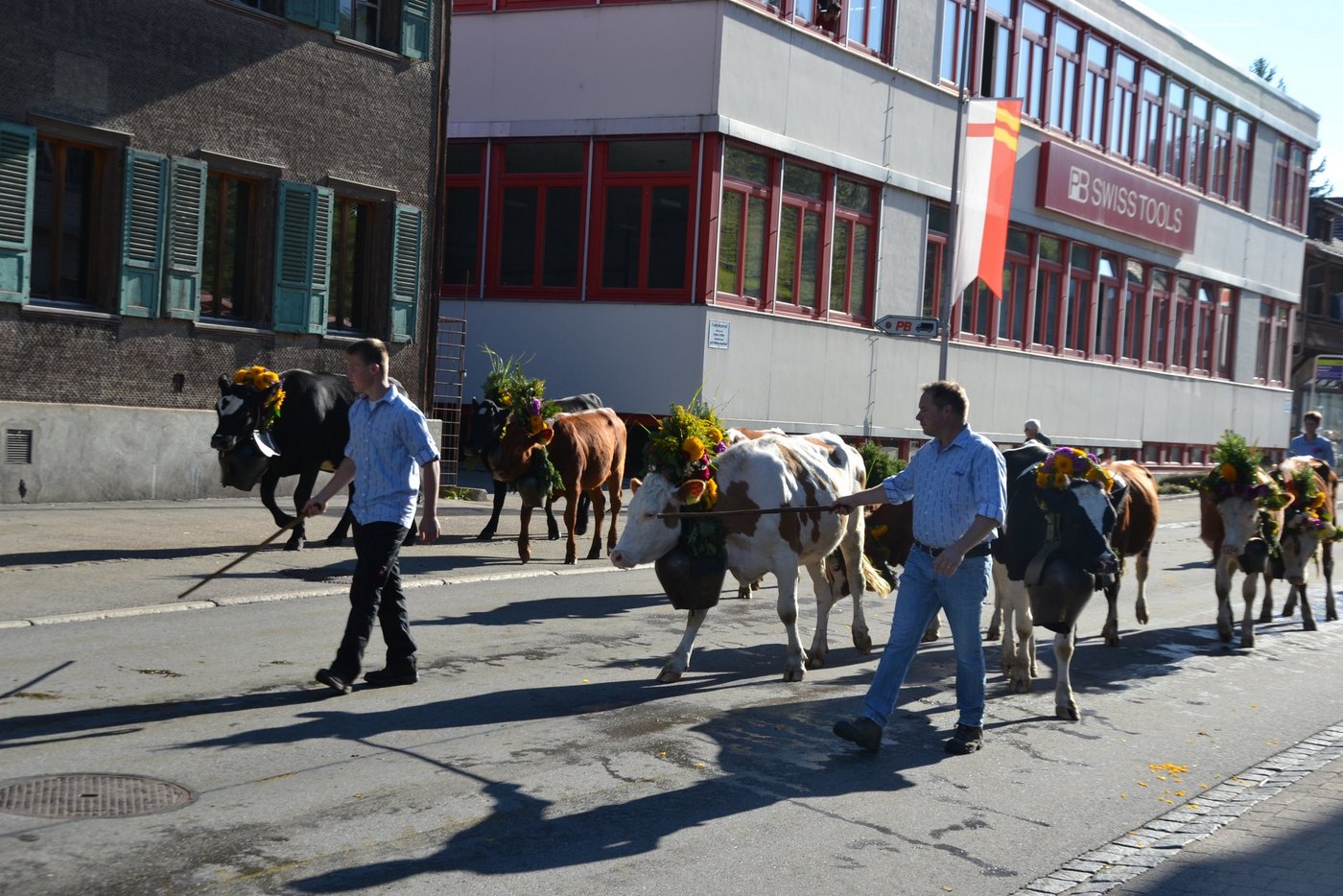 Gegen 600 Rinder gingen im Wase i. E, BE, talwärts.