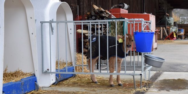 Auch Kälberiglus müssen korrekt, das heisst, in ein Güllelager, entwässert sein. Im neuen Milchviehstall vom Inforama Rütti ist die Situation vorbildlich. (Bild jba)