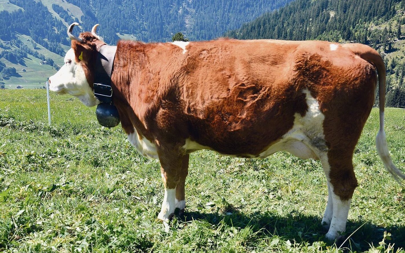 Die schöne reine Erstlingskuh Perren  Senggi Amarone Ciara ist mit 44 43 89 punktiert und linear mit VG 85 beschrieben. 