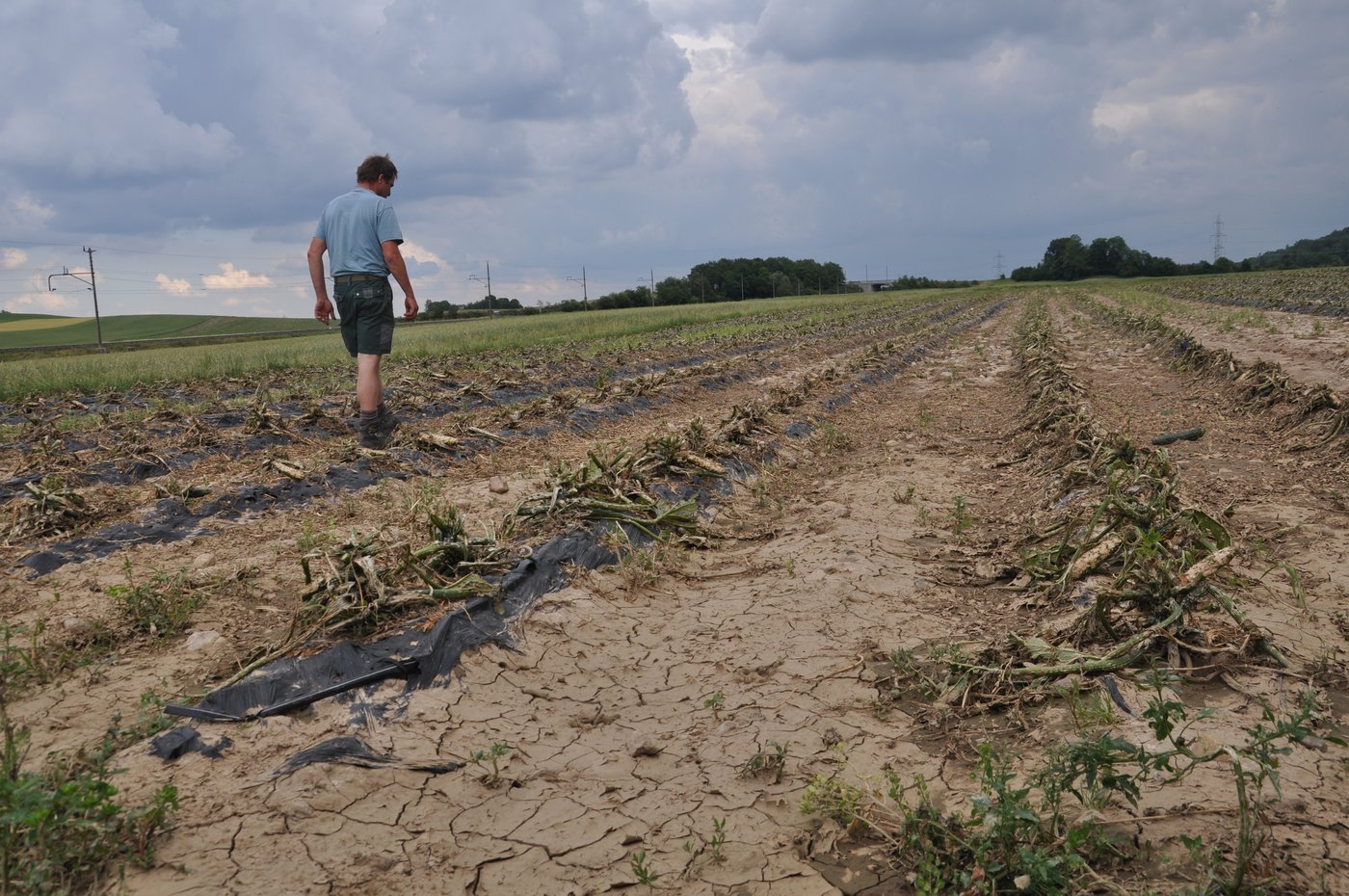 Die Zucchetti hätten am Tag nach dem Sturm geerntet werden sollen. (Bild nb)