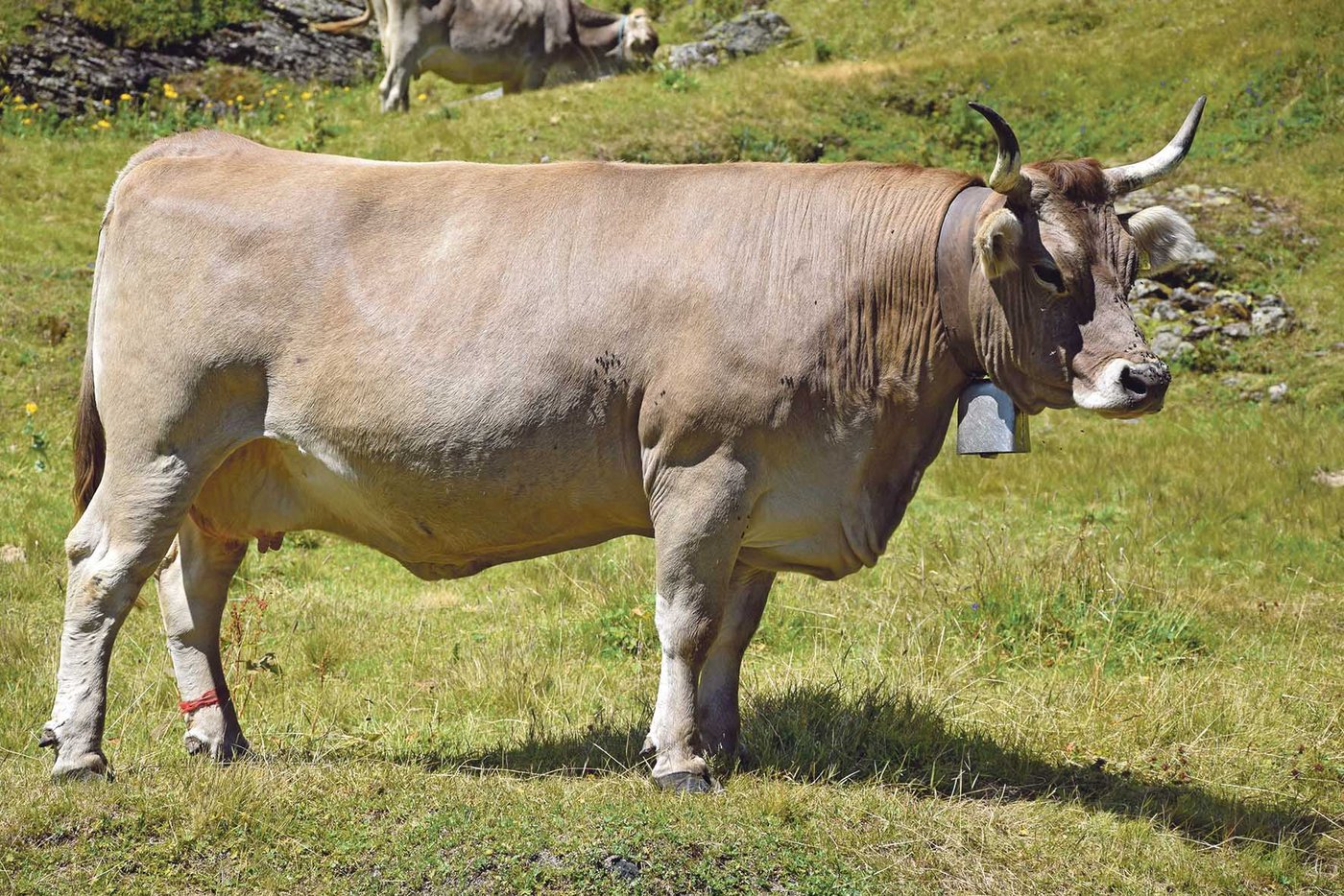 Wunderschön: Die Siegerkuh von der Swiss Expo 2014: Välädi Karla EX-93.