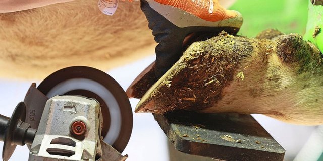 Kühe sind an den Klauenspitzen sehr empfindlich. Diese dürfen daher nicht zu stark gekürzt werden. 