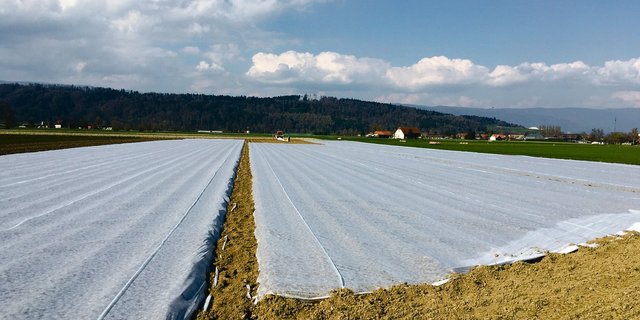Das Kartoffelfeld wird mit Vliesbahnen bespannt. Für eine optimale Wirkung müssen die Bahnen straff gespannt sein. (Bild Lukas Streit)