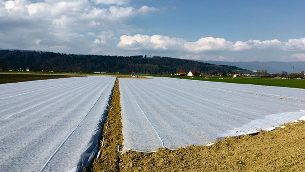 Das Kartoffelfeld wird mit Vliesbahnen bespannt. Für eine optimale Wirkung müssen die Bahnen straff gespannt sein. (Bild Lukas Streit)