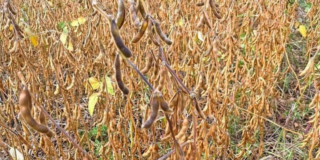 Das Soja in Reinkultur (rechts) reifte schneller ab als das Soja im Staffelkulturanbau (links).