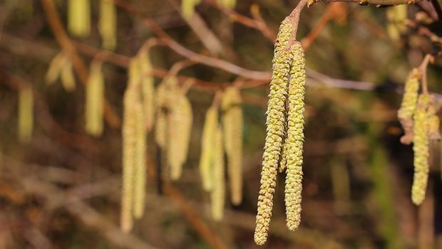 Birken werden vom Wind bestäubt – daher produzieren sie sehr viele Pollenkörner. (Bild Pixabay) 