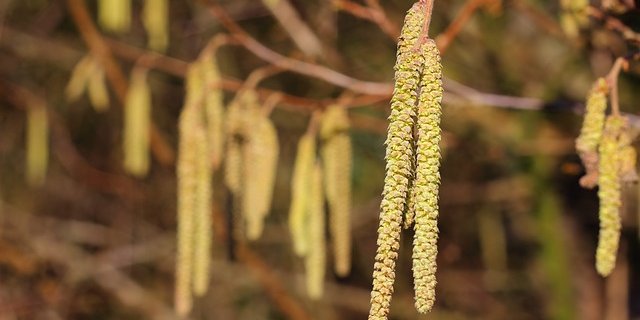 Birken werden vom Wind bestäubt – daher produzieren sie sehr viele Pollenkörner. (Bild Pixabay) 
