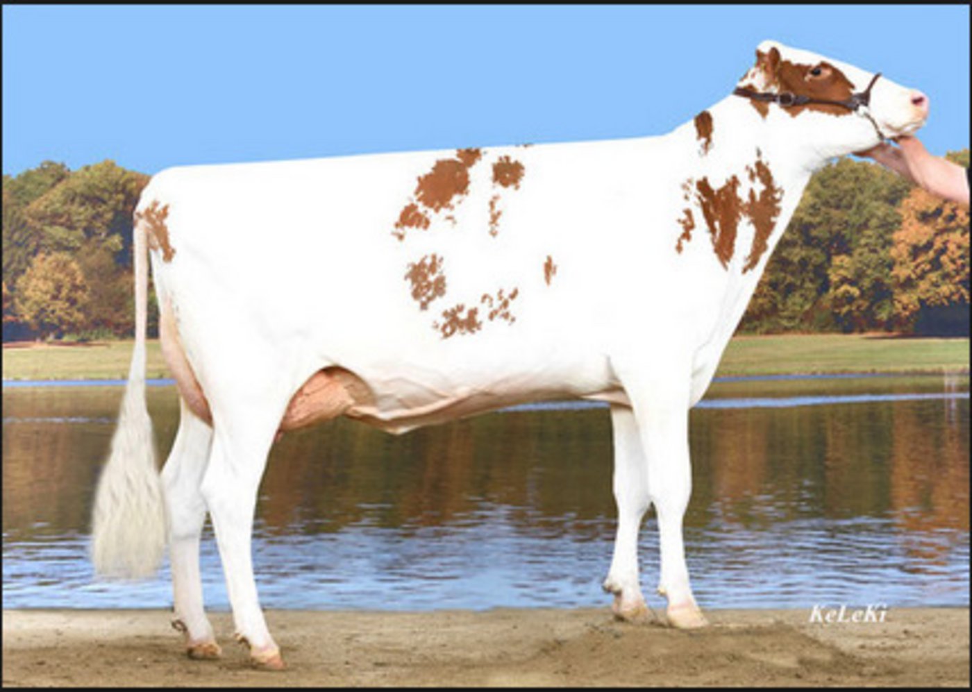 Mit ihrer Traumkuh Nilson Ibiza holten sie schon mehrere Schöneuter- und Championtitel. (Bild KeLeKi)