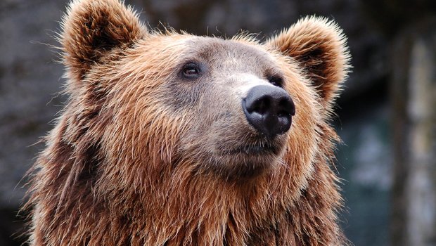 Nach einer offiziellen Zählung von vor etwa drei Jahren gibt es in der Slowakei mehr als 1200 frei lebende Bären. (Bild Pixabay)