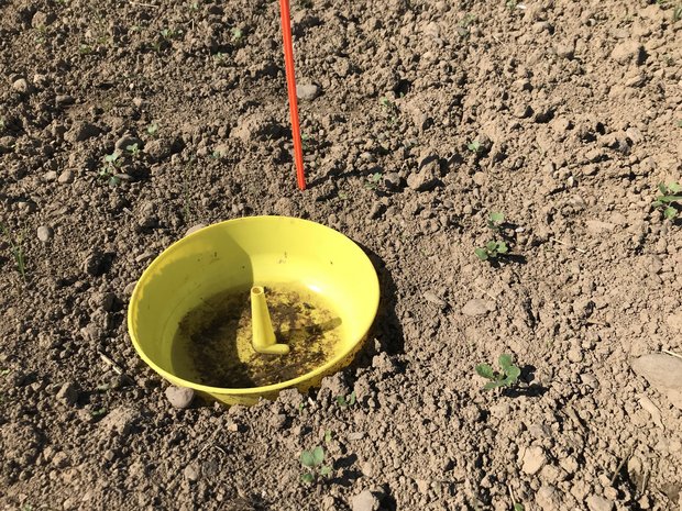 Nach der Saat werden Gelbfallen zur Hälfte eingegraben und mit Wasser und etwas Seife gefüllt, um den Einflug des Erdflohs zu überwachen. (Bild BauZ)