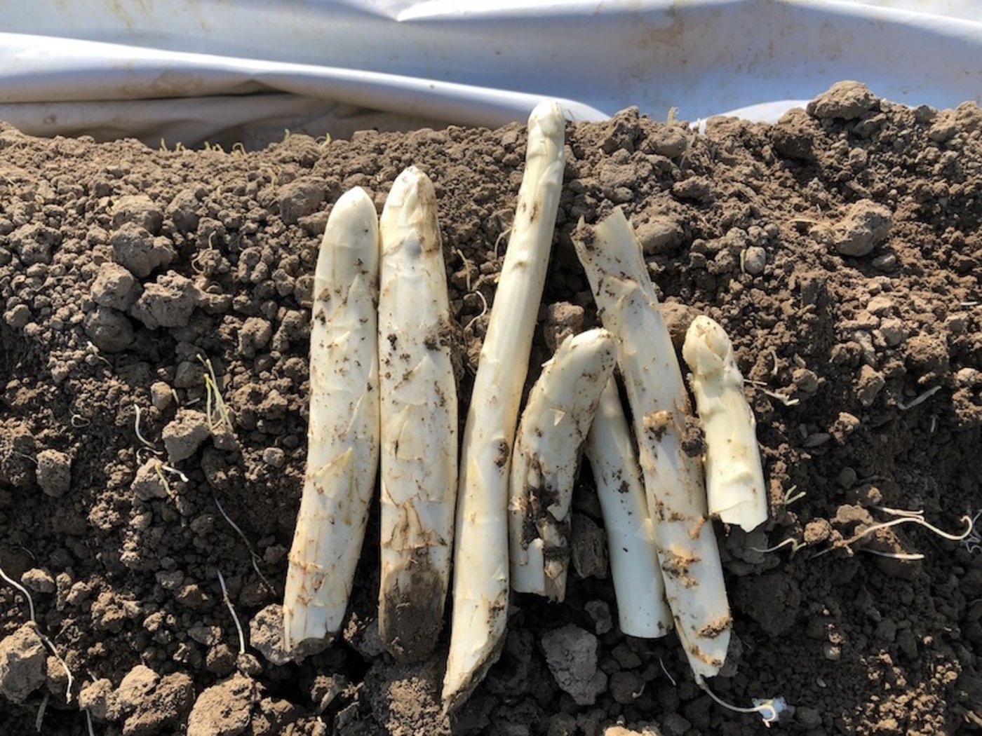 Das Resultat des Spargelstechversuchs: bescheidene Spargelernte und schlechte Qualität.