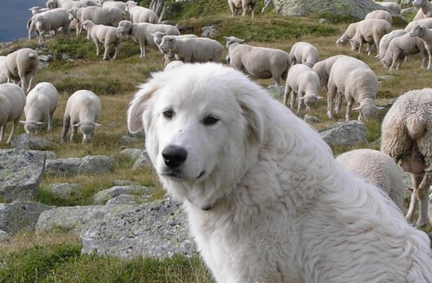 Ein Herdenschutzhund bewacht eine Schafherde. (Symbolbild pd)