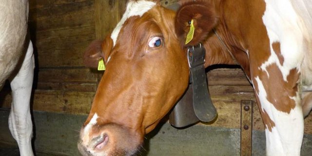 Die üblichen Verdächtigen. (Bilder Lea Kluge)