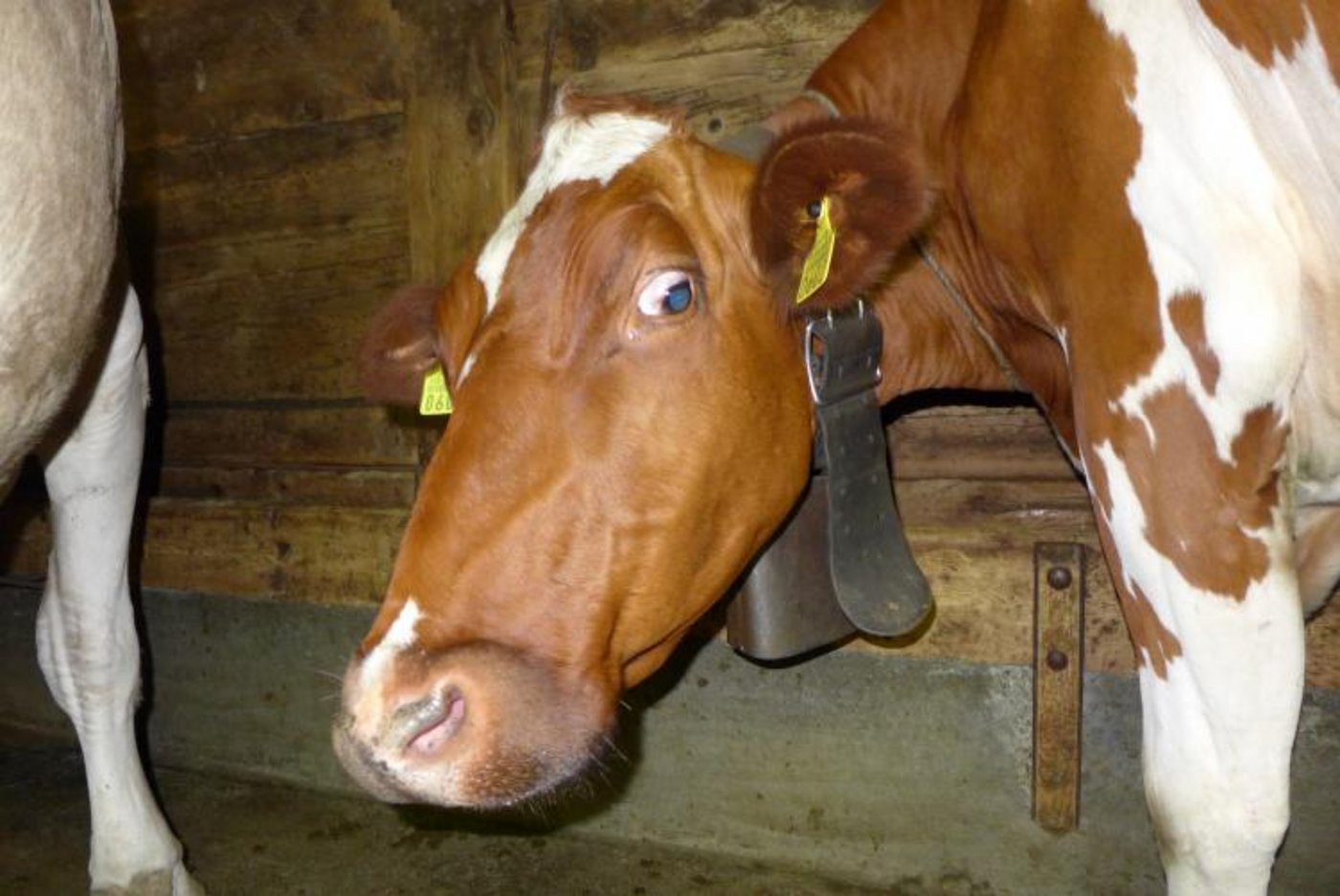 Die üblichen Verdächtigen. (Bilder Lea Kluge)