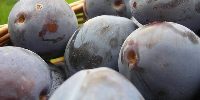 Gab es heuer in Hülle und Fülle: Zwetschgen. (Bild Carina Stricker/landwirtschaft.ch)