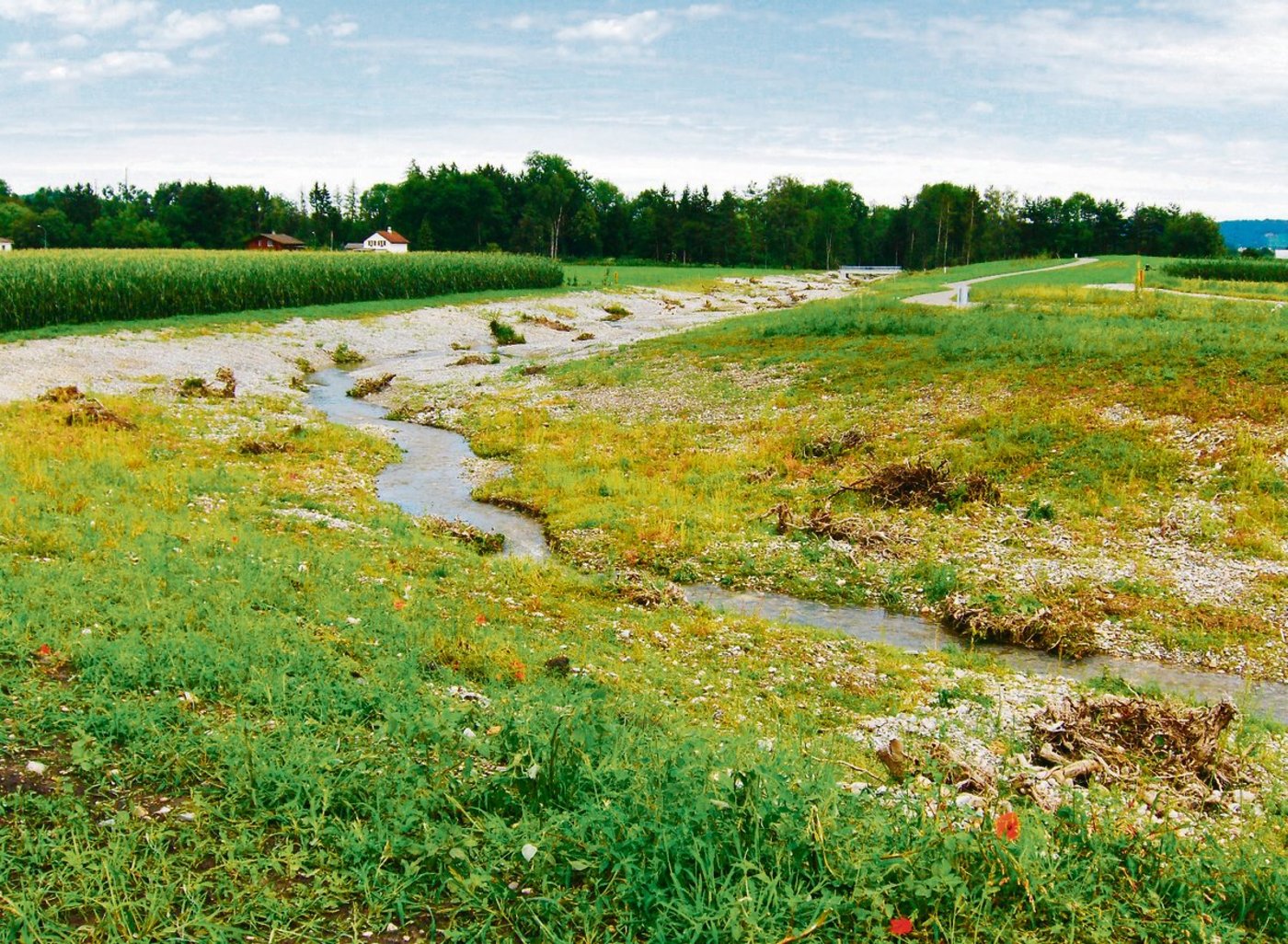 Auch der Grabenbach in Münsingen BE fliesst nun offen durch intensive Landwirtschaftsfläche. (Bild TBA, Bern)