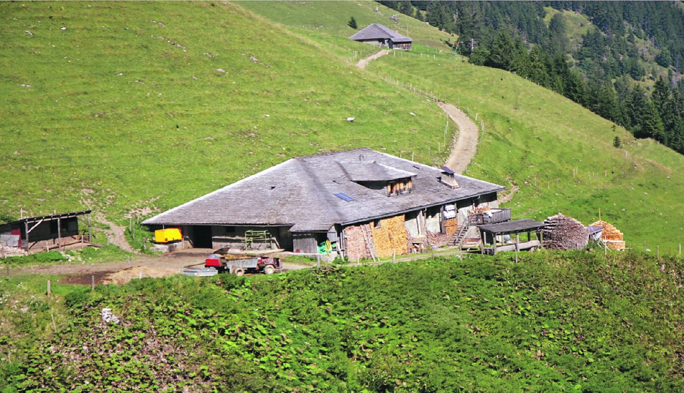 auf der er seinen Alpsommer verbringt, liegt auf auf 1500 m ü. M.