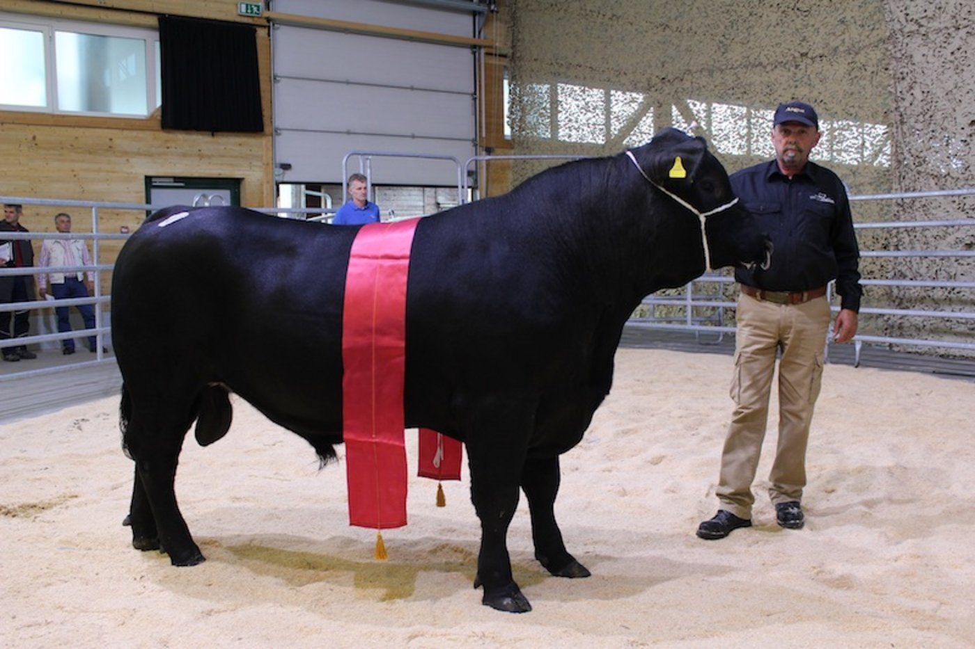 Angus-Champion BPE- Paco 2 erzielte einen Preis von 6‘200 Franken. (Bilder Mutterkuh Schweiz)