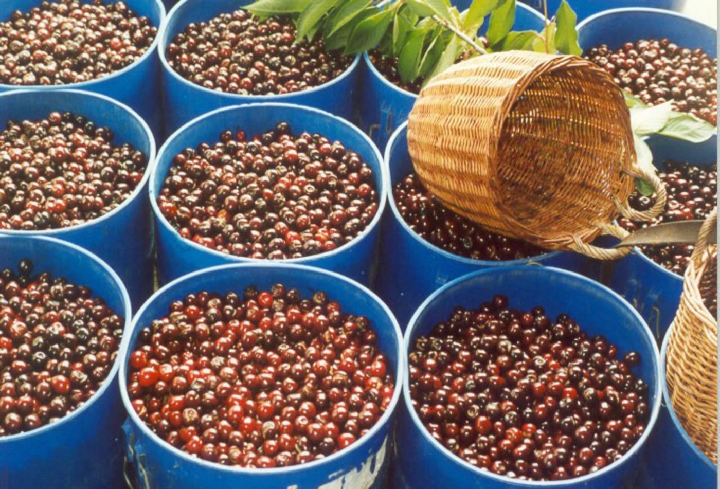 Die Brennereien freuten sich über die tolle Ernte in diesem Jahr. (Bild lid)