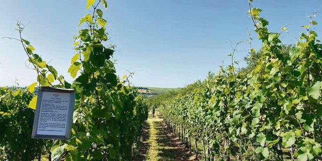 Blick in die Rebenanlagen der Forschungsanstalt Geilweilerhof, wo pilzresistente Sorten gezüchtet werden. Es ist aber nicht einfach, die Produzenten und Konsumenten an neue Traubensorten zu gewöhnen. 