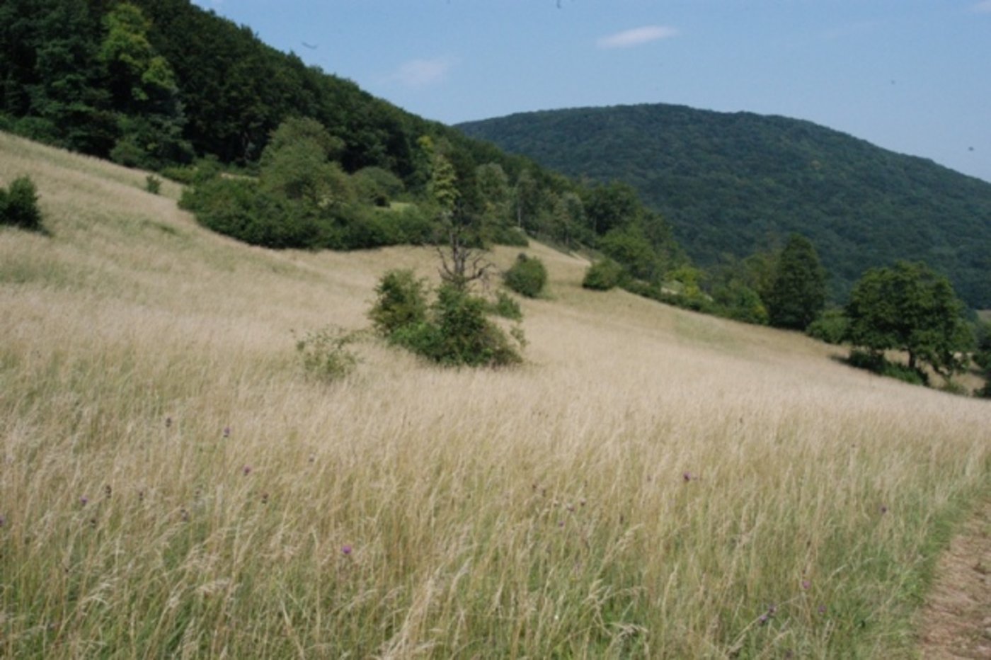 Der Achenberg hat vor einigen Jahren den Preis für die schönste Magerwiese des Kanton Aargaus gewonnen. (Bild: zVg)