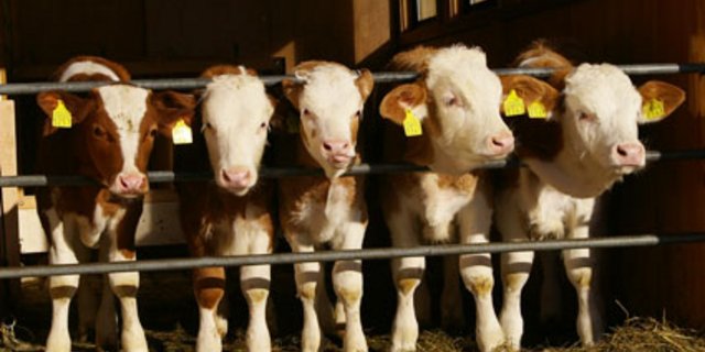 Die Namen Max und Fiona gefallen den Bauern ganz besonders. (Peter Allenbach/landwirtschaft.ch)