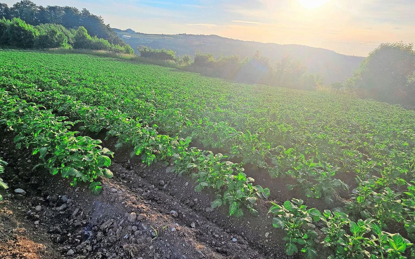 Die Kartoffelkulturen stehen heuer schön da. Die Branche erwartet nach mageren Jahren endlich wieder eine gute Ernte.