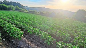 Die Kartoffelkulture Die Kartoffelkulturen stehen heuer schön da. Die Branche erwartet nach mageren Jahren endlich wieder eine gute Ernte.