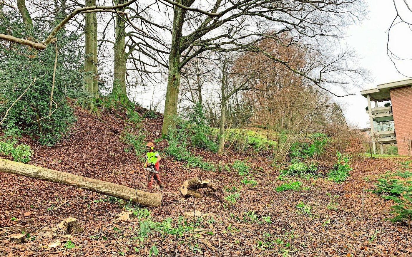 Fällen von Risikobäumen und Räumung von Neophyten wie Kirschlorbeer in einer Waldparzelle nahe dem Siedlungsgebiet.  