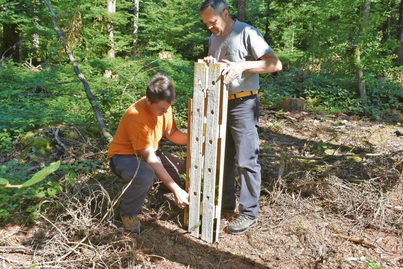 Zum Schutz vor Wildverbiss: Der Revierförster Paul Koch (rechts) und der lernende Forstwart Brendan Hafen montieren einen Baumschutz aus Käferholz. (Bild Thomas Güntert)