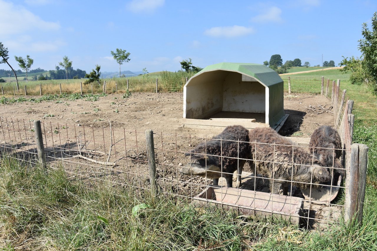 Zum Eigenverzehr hält die Familie Wollschweine, die aber eine ganz wichtige Aufgabe erfüllen: Die Reste der Gemüseproduktion werden nachhaltig an die Schweine verfüttert. So schliesst sich der Nährstoffkreis.