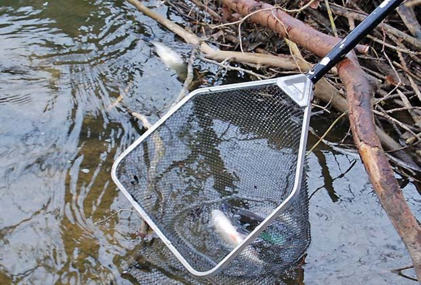 Werden Bäche mit Gülle verschmutzt, sterben die Fische darin. (Symbolbild lawa)