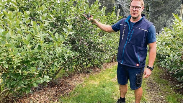 Stefan Huber bei den Stefan Huber bei den erntereifen Heubeeren, bewässert auf Rindenschnitzeln und überdacht mit Hagelschutznetz.