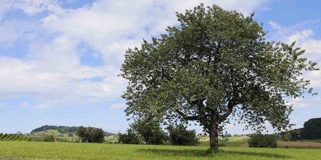 Rund 55‘000 Hochstamm-Obstbäume sind Teil des Naturschutzprogramms im Kanton Baselland. (lid)