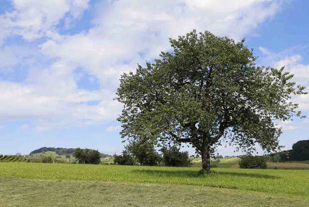 Rund 55‘000 Hochstamm-Obstbäume sind Teil des Naturschutzprogramms im Kanton Baselland. (lid)