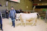 Roman Henry aus Damphreux Kanton JU brachte den natürlich hornlosen Elite-Charolais-Stier an den Zuchtstiermarkt für Fleischrinder nach Brunegg AG. Er wurde für 4900 Franken versteigert. Der knapp einjährige Stier hat bereits eine Widerristhöhe von 131 cm 