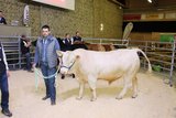 Roman Henry aus Damphreux Kanton JU brachte den natürlich hornlosen Elite-Charolais-Stier an den Zuchtstiermarkt für Fleischrinder nach Brunegg AG. Er wurde für 4900 Franken versteigert. Der knapp einjährige Stier hat bereits eine Widerristhöhe von 131 cm 