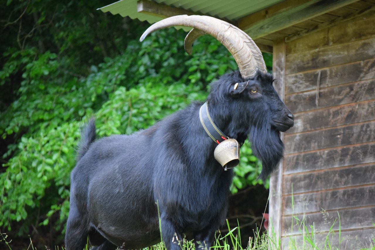 SZZVProjekt Unterstützung für alte Böcke gefährdeter Ziegenrassen