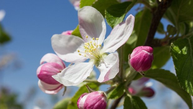 Die Blüten von Obstbäumen können bei tiefen Temperaturen erfrieren. Aber auch andere Faktoren bestimmen die Fruchtbildung und -entwicklung mit. (Bild kfuhlert / Pixabay)