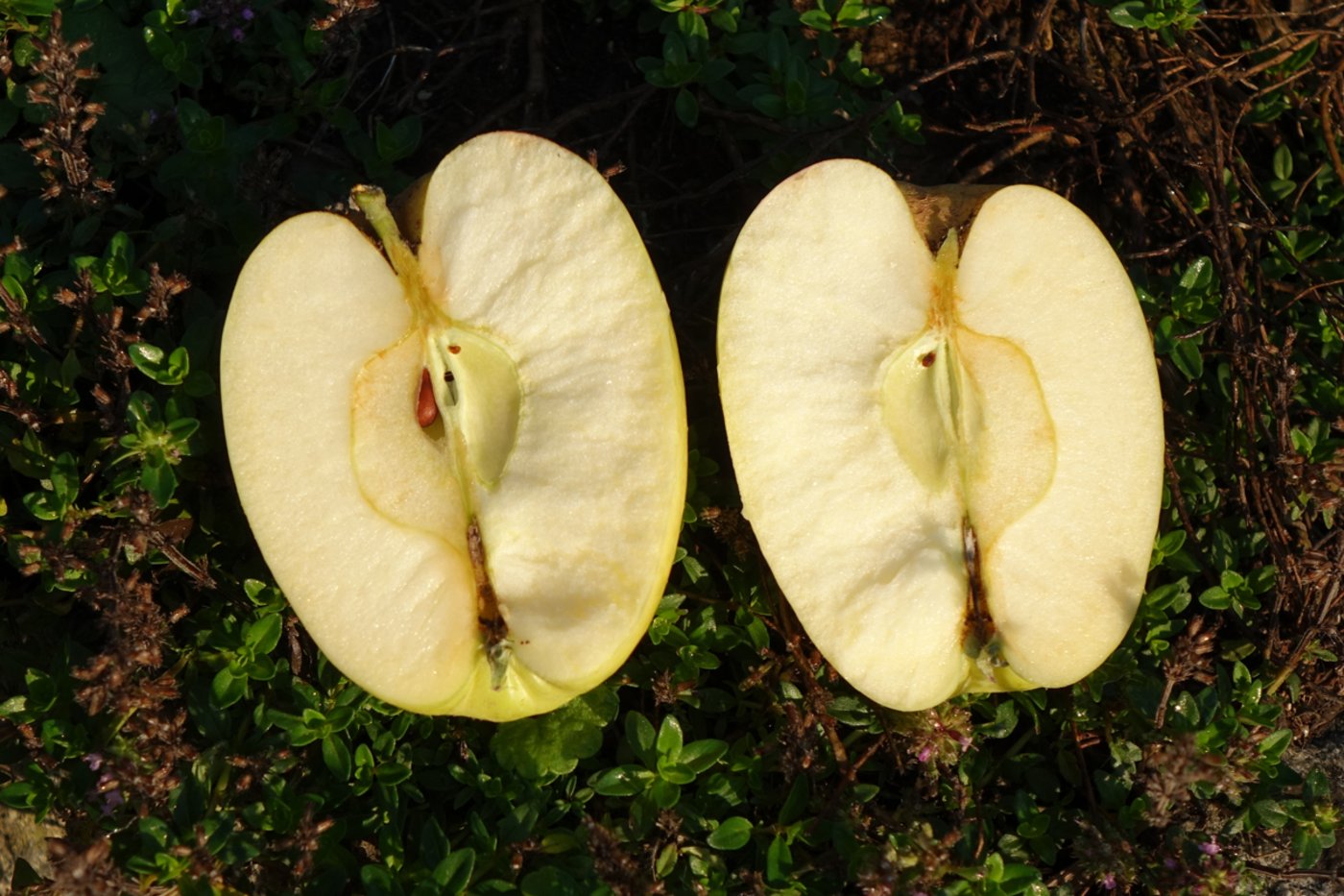 Sorgfältig verarbeitet entfalteten reife Usteräpfel ein ganzes Universum an Aromen, die an eine holzgetäfelte Stube, Kachelofenwärme und den Duft von Weihnachtsgewürz erinnerten, schwärmt Fructus. (Bild zVg)
