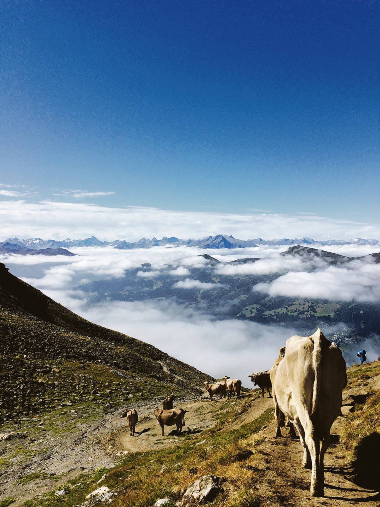Nach einem Aufstieg im Nebel führt der Weg die Herde von Lucas Margreth wieder zurück in den Nebel in Richtung des heimatlichen Stalls auf der Lenzerheide.(Bild Vrena Crameri-Daeppen)