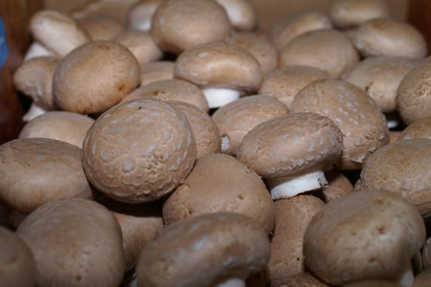 Künftig werden an den beiden Standorten rund 57 Tonnen Pilze pro Woche produziert. (Symbolbild lid)